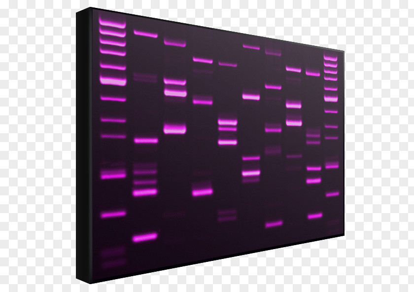 Dna Testing DNA Profiling Genetics Genetic PNG