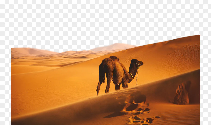 Landscape Aeolian Landform Desert Camel Erg Natural Environment Arabian PNG