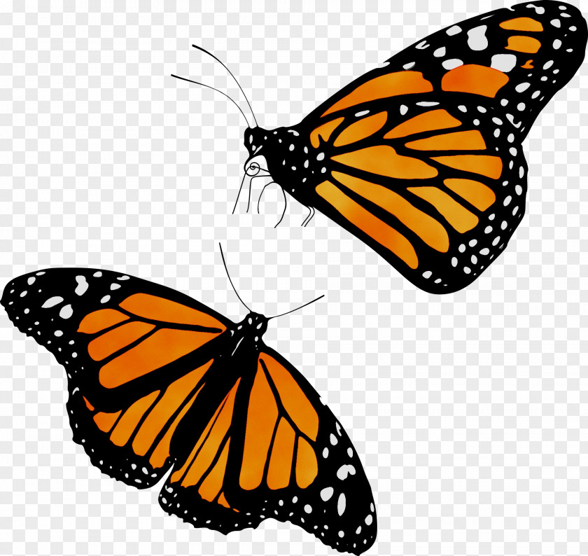 Monarch Butterfly Migration Clip Art Caterpillar PNG