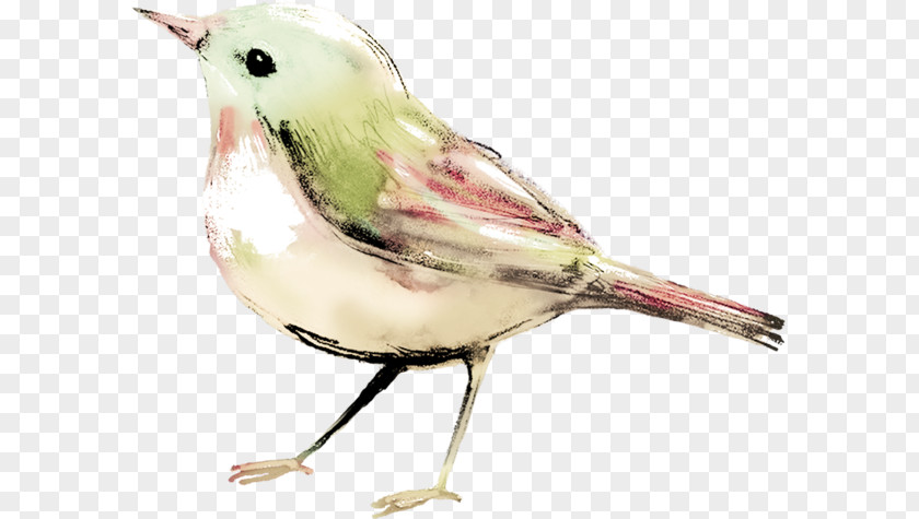 Watercolor Birds PNG birds clipart PNG