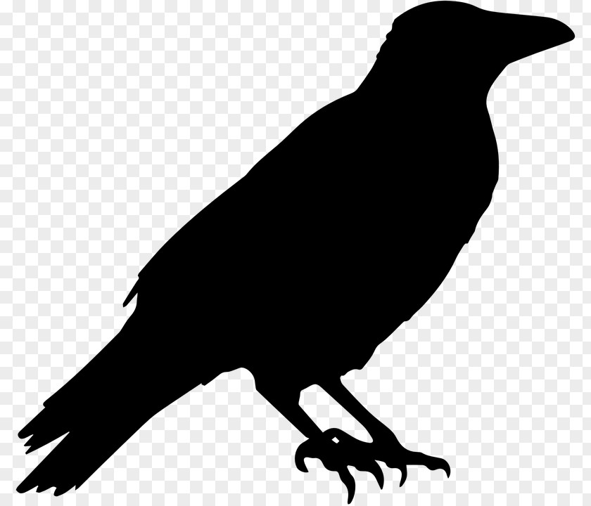 ALLAN POE American Crow Silhouette Bird Clip Art PNG