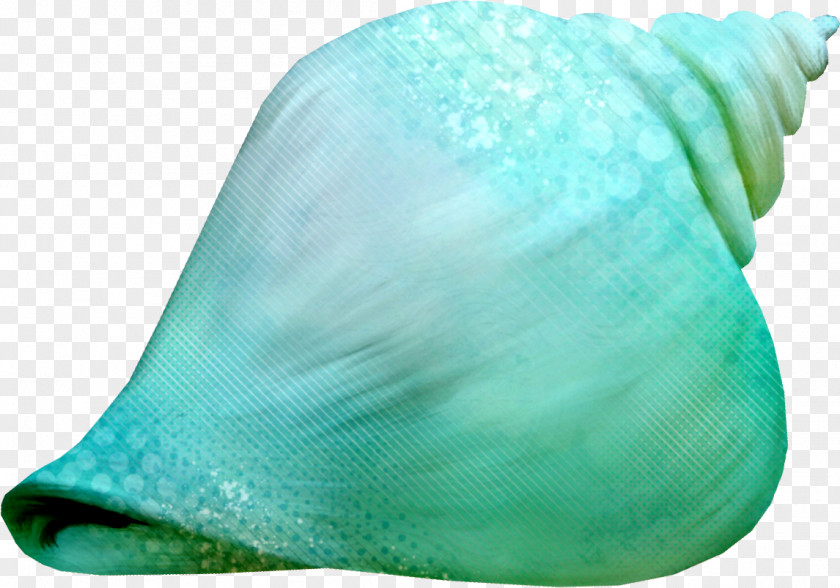 Blue Green Conch Photography Clip Art PNG