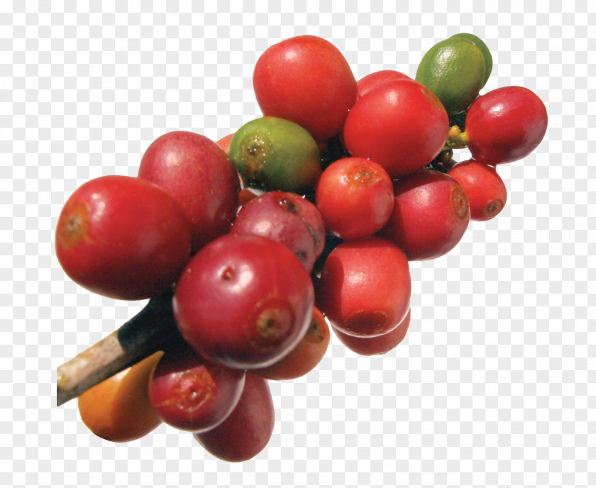 Coffee Beans Robusta Frutti Di Bosco Arabica Bean PNG