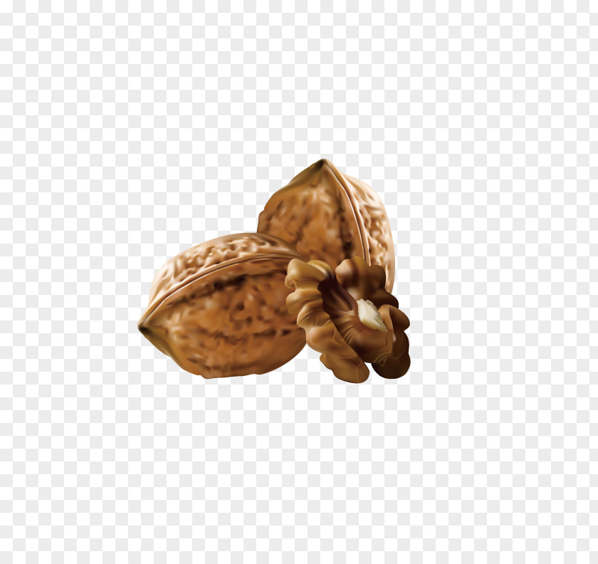 Delicious Walnut Euclidean Vector Clip Art PNG