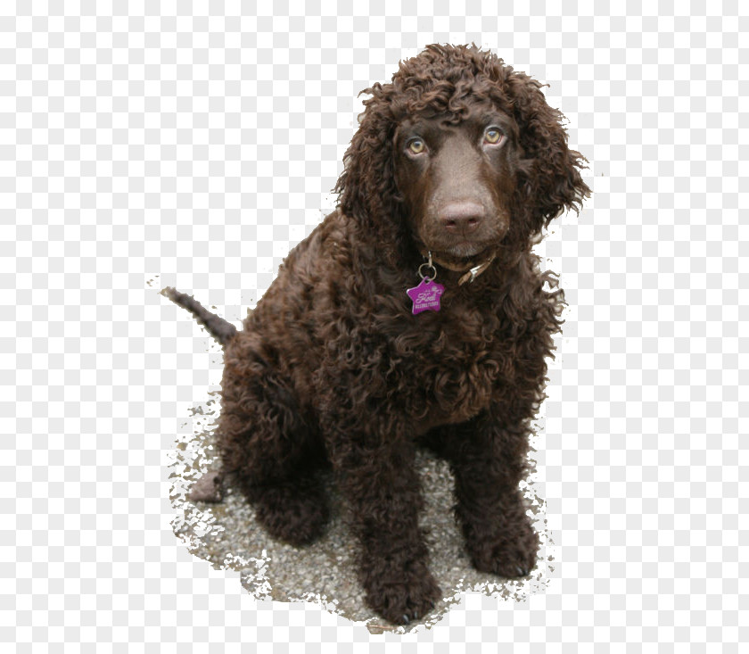 Irish Water Spaniel American Boykin Barbet Spanish Dog PNG