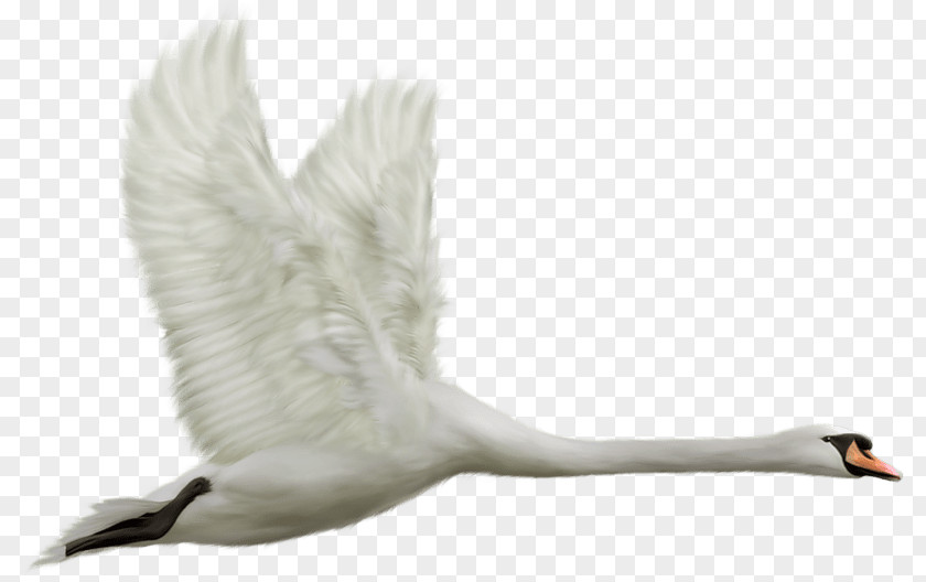 Swan Cygnini Bird Clip Art PNG