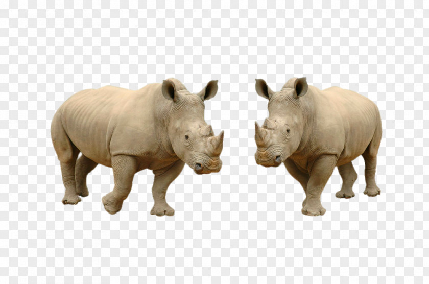 Two Rhino White Rhinoceros Hippopotamus Stock Photography Horn PNG