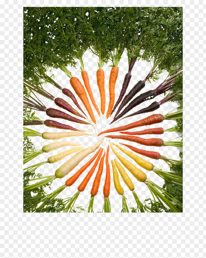 Carrot Circle American Wild Eating Root Food PNG