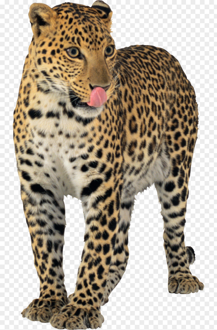 Jaguar Leopard Cheetah Tiger PNG