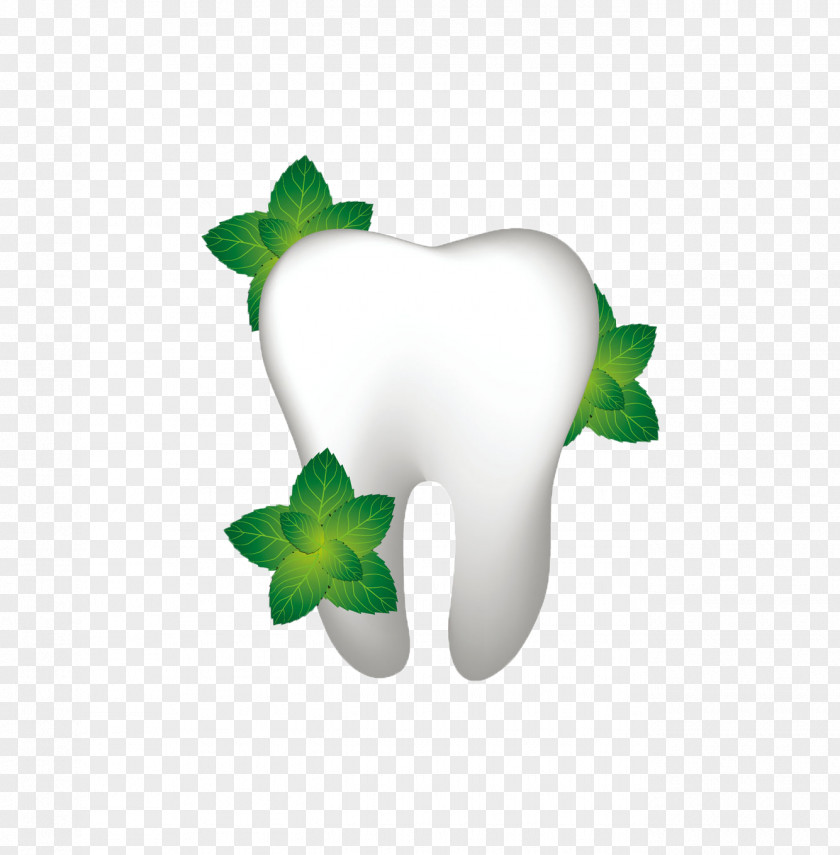 Leaf Human Tooth Dentistry Dental Floss Gums PNG