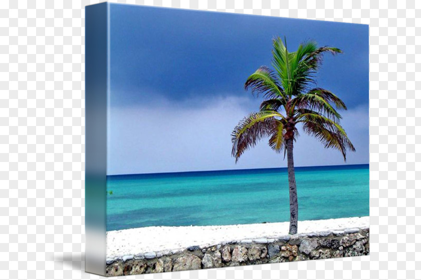 Sea Caribbean Desktop Wallpaper Picture Frames Arecaceae PNG