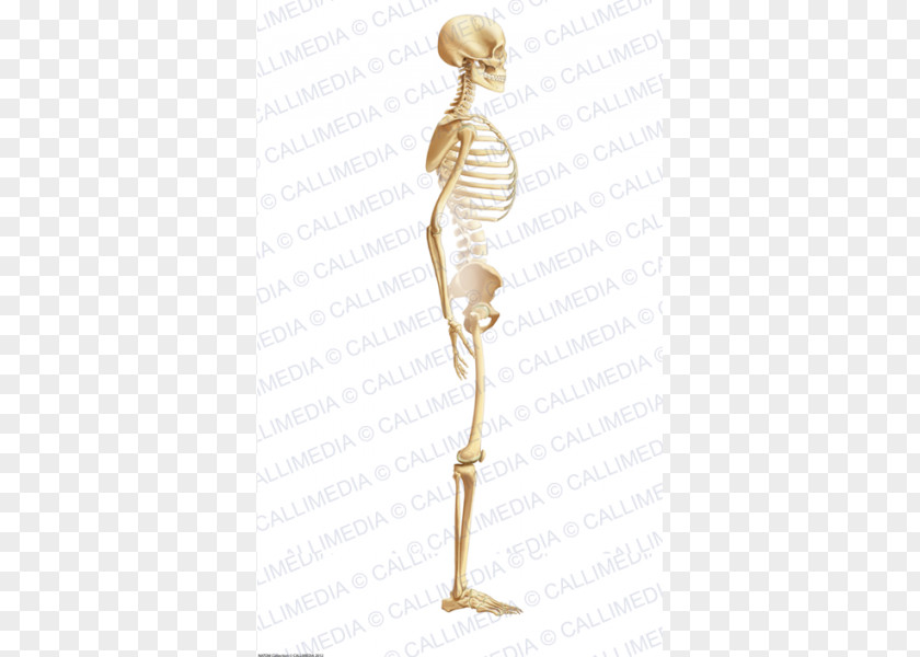 Skeleton Shoulder Homo Sapiens Figurine PNG