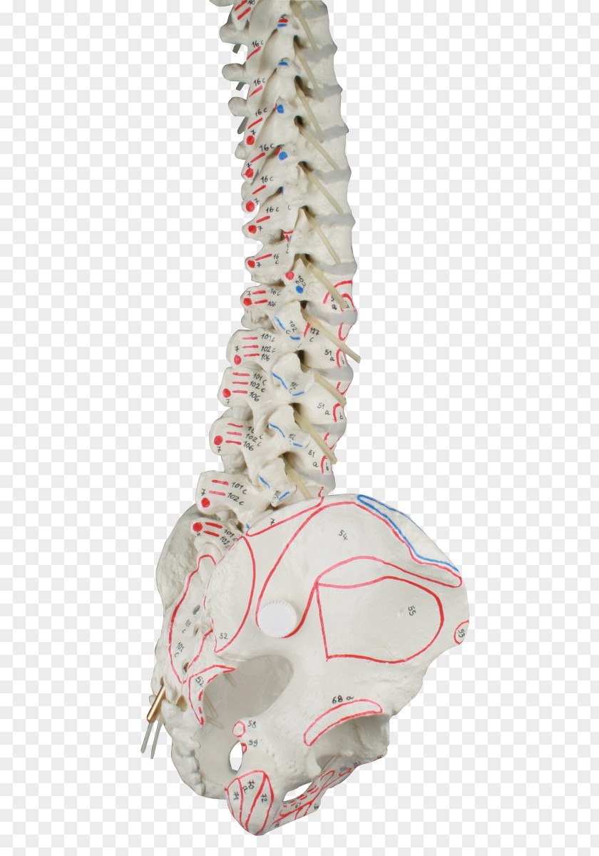 Skeleton Vertebral Column Pelvis Anatomy Ligament PNG