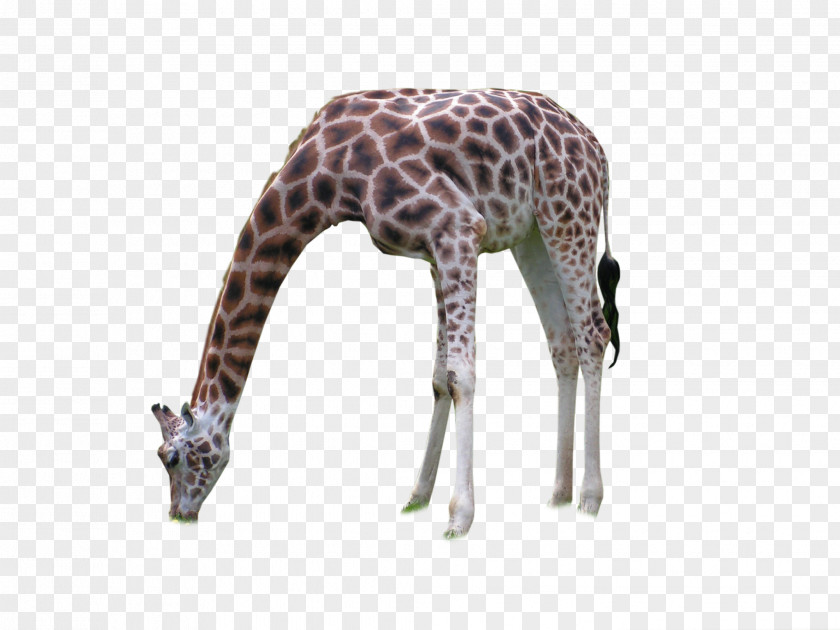 Africa--001 Giraffe Neck Terrestrial Animal Wildlife PNG