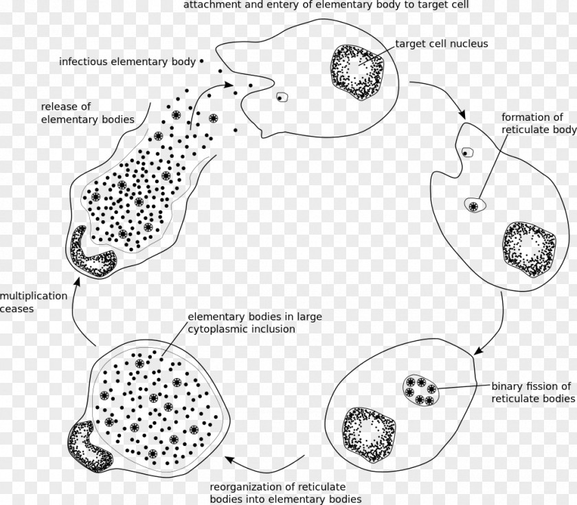 Bactericidal Mycoplasma Chlamydia Trachomatis Chlamydiae Infection Intracellular Parasite Pathogenic Bacteria PNG