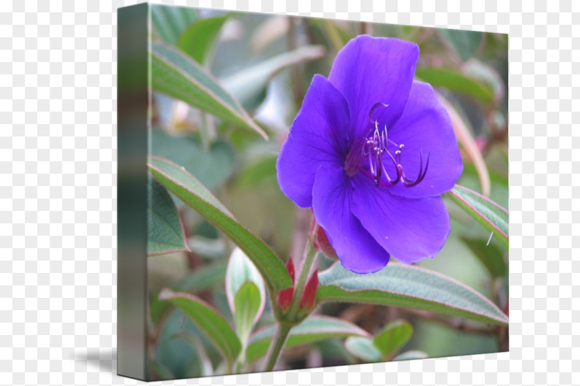 Flower Art Purple Floral Design PNG