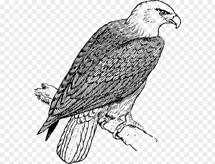 Golden Peacock Bald Eagle Coloring Book Child PNG