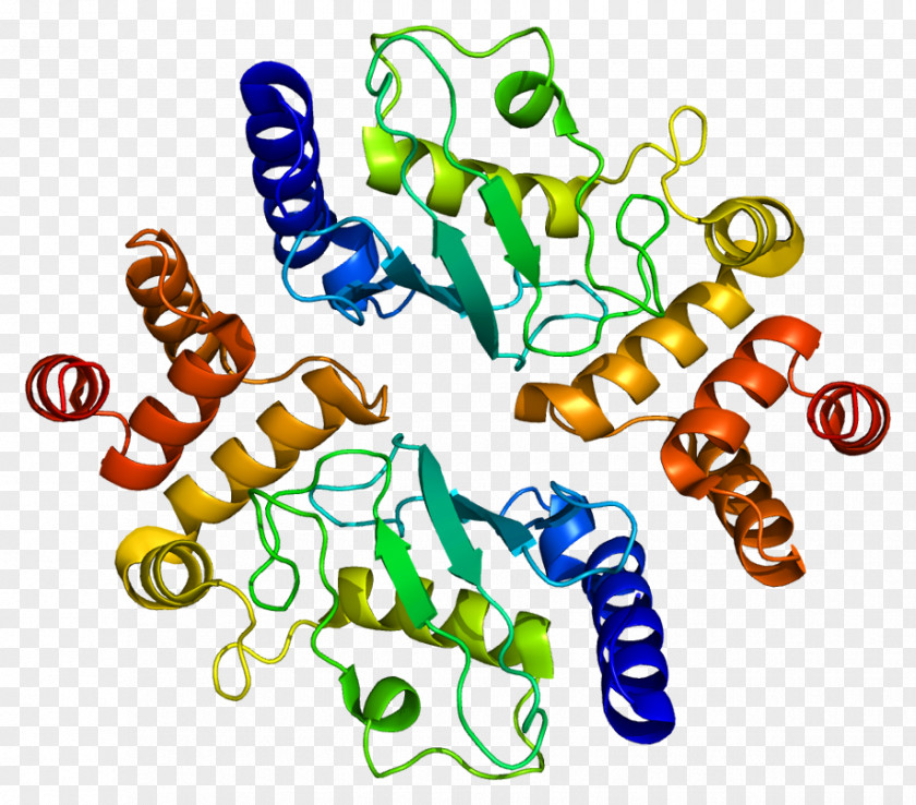 Huntingtin-interacting Protein 1 HIP2 Ubiquitin-conjugating Enzyme PNG