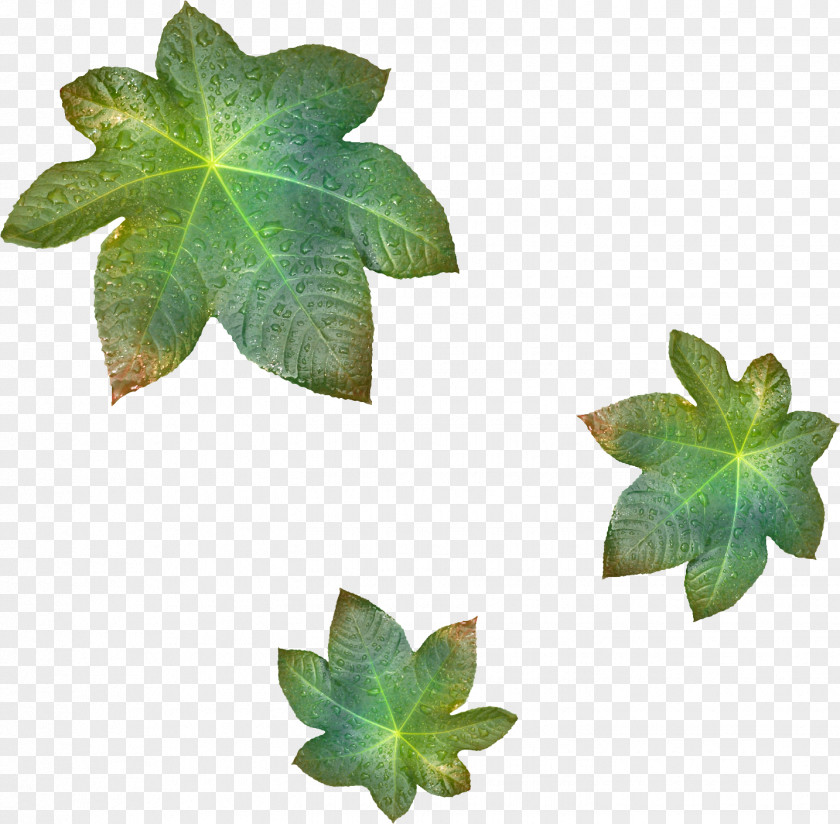 Leaves Leaf Branch Tree Clip Art PNG