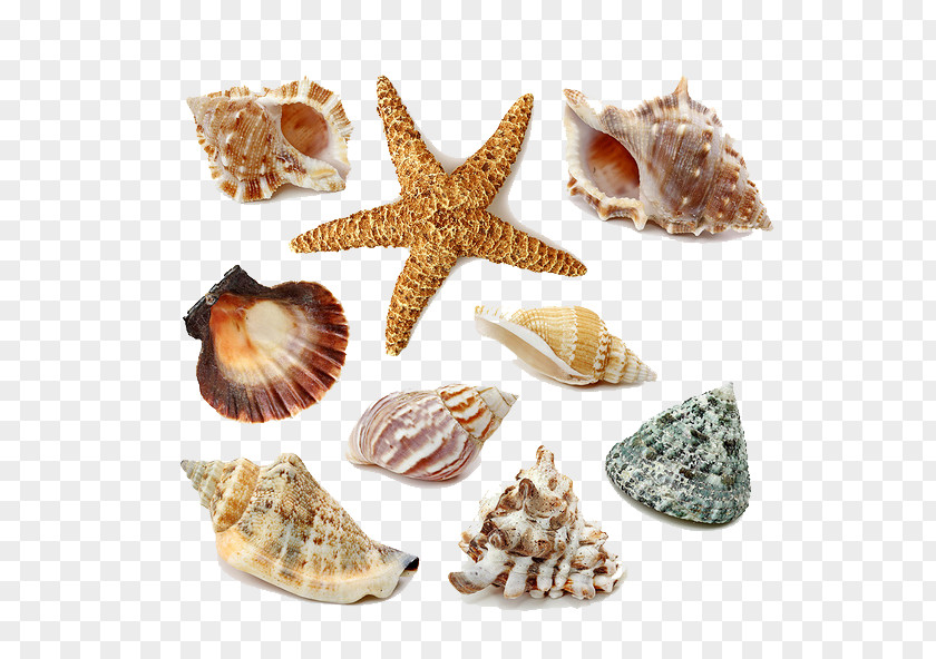 Seashells And Starfish Seashell Stock Photography Royalty-free PNG
