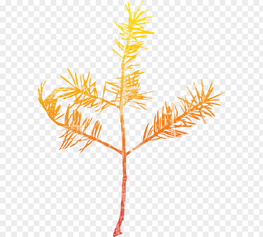 Spruce Twig Leaf Plant Stem PNG