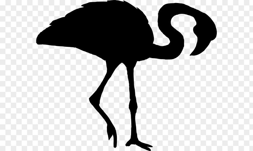 Beak Water Bird Neck Clip Art PNG