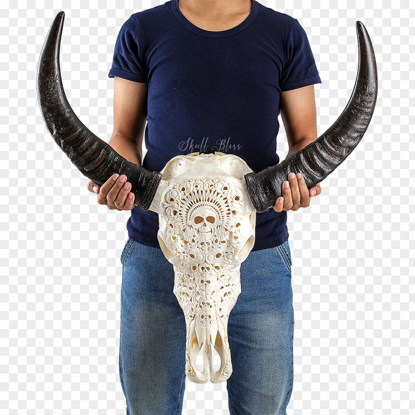 Buffalo Skull Human Horn Skeleton PNG