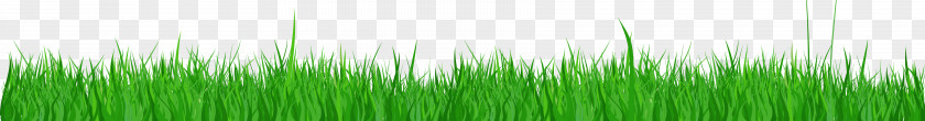 Field Grasses Wheatgrass Leaf Plant Stem Desktop Wallpaper PNG