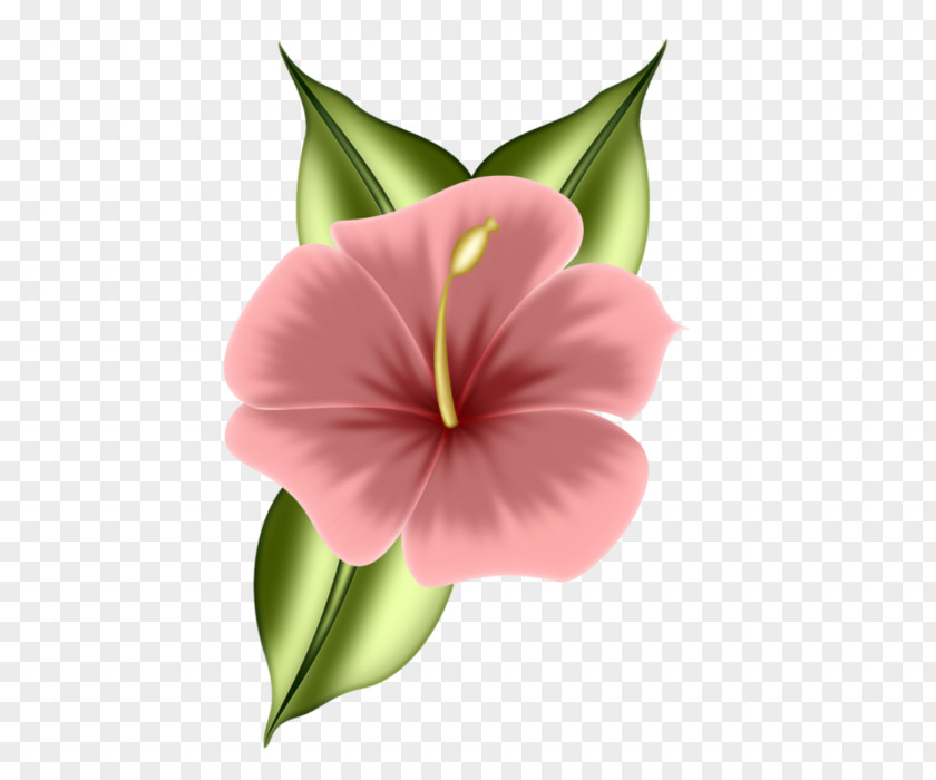 Impatiens Morning Glory Pink Flower Cartoon PNG