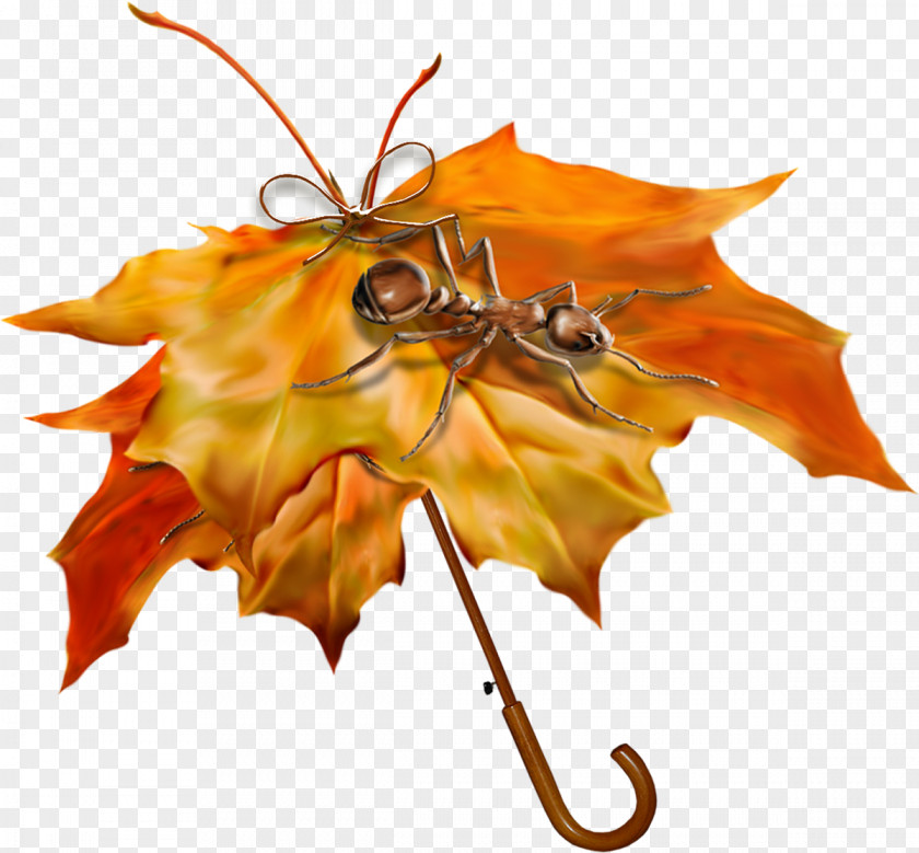 Insect Autumn Umbrella PNG