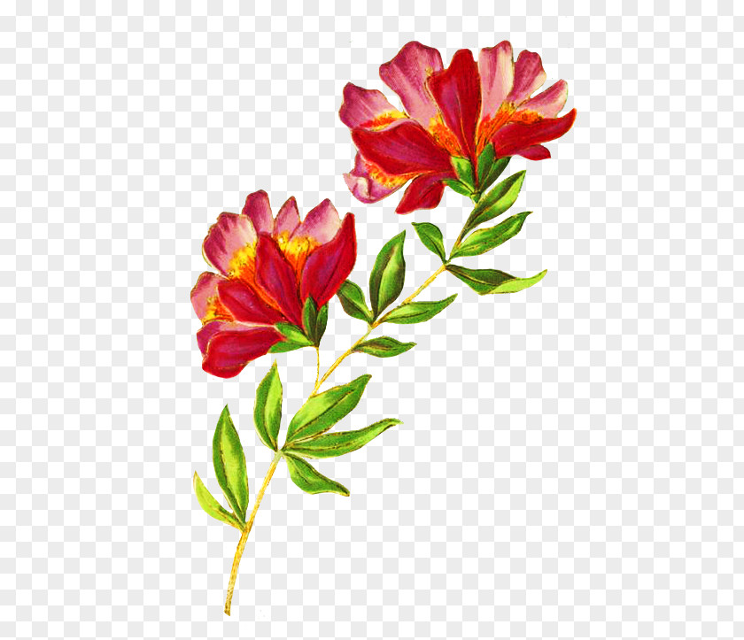 Plant Stem Freesia Flower Petal Cut Flowers Pedicel PNG
