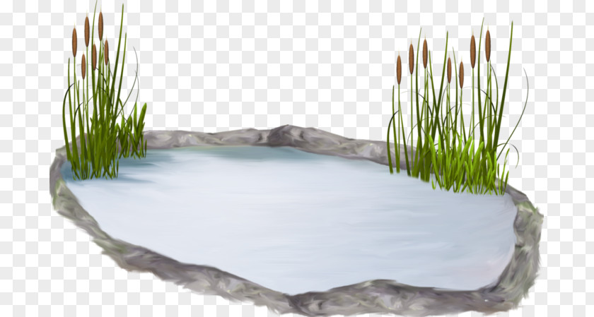 Water Resources Pond Lawn Grasses PNG