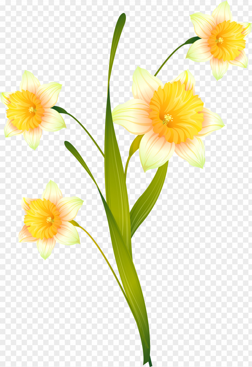 Daffodil Cut Flowers Floral Design Plant Stem PNG