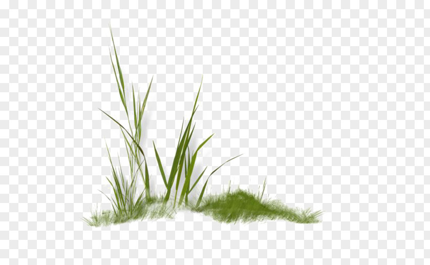 Green Grass Clip Art PNG