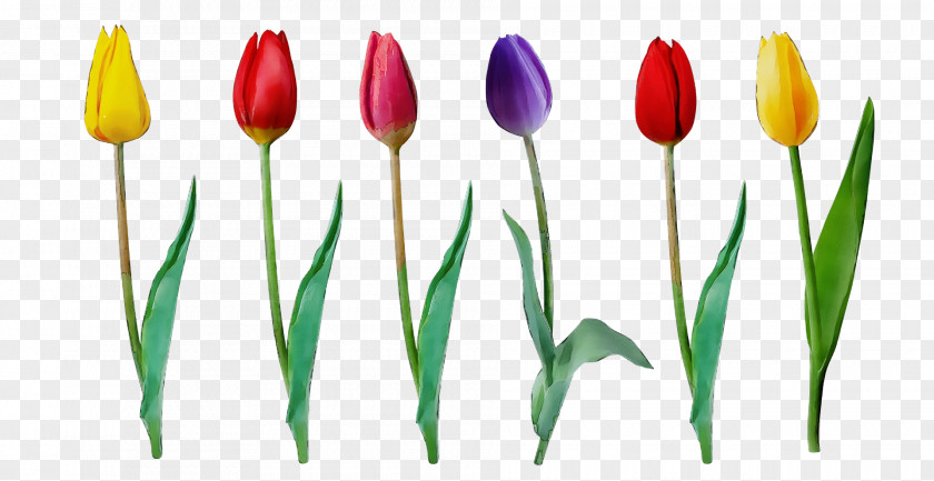 Plant Stem Tulip Lilies Petal Bud PNG