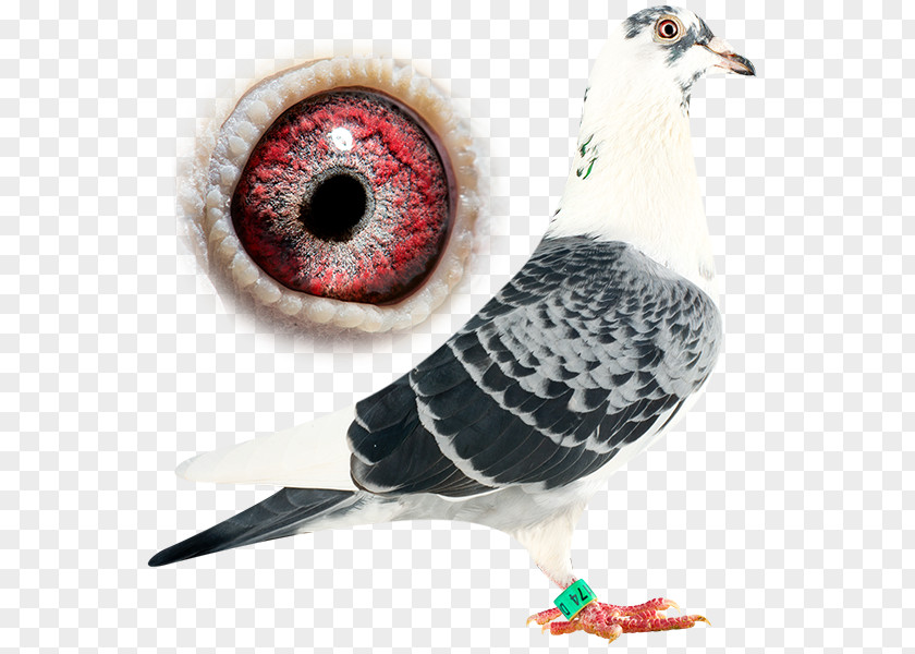 Usain Bolt Bird Domestic Pigeon Columbidae Racing Flight PNG