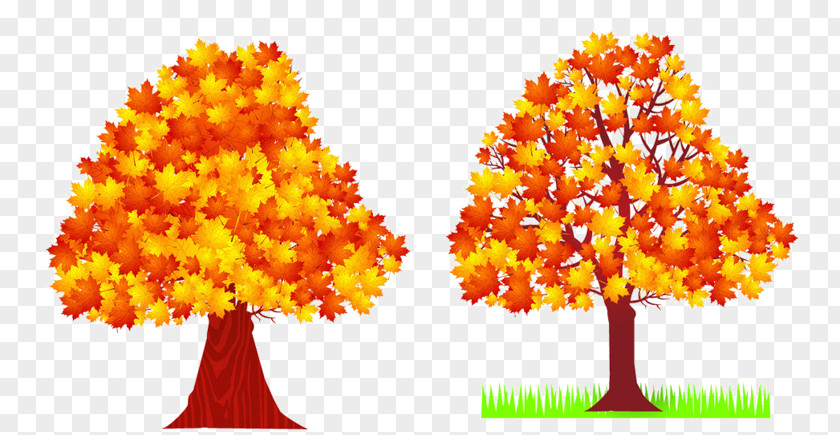 Autumn Tree Deciduous Maple Leaf PNG