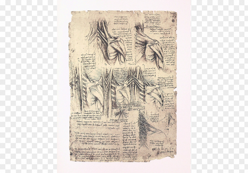 Da Vinci Paper Vertebral Column Leonardo PNG