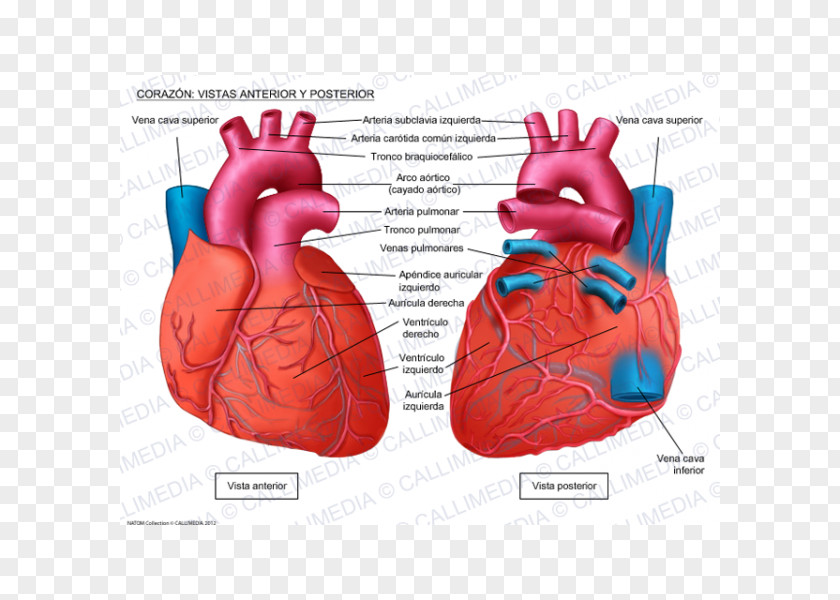 Heart Anatomy Front Vowel Back Circulatory System PNG