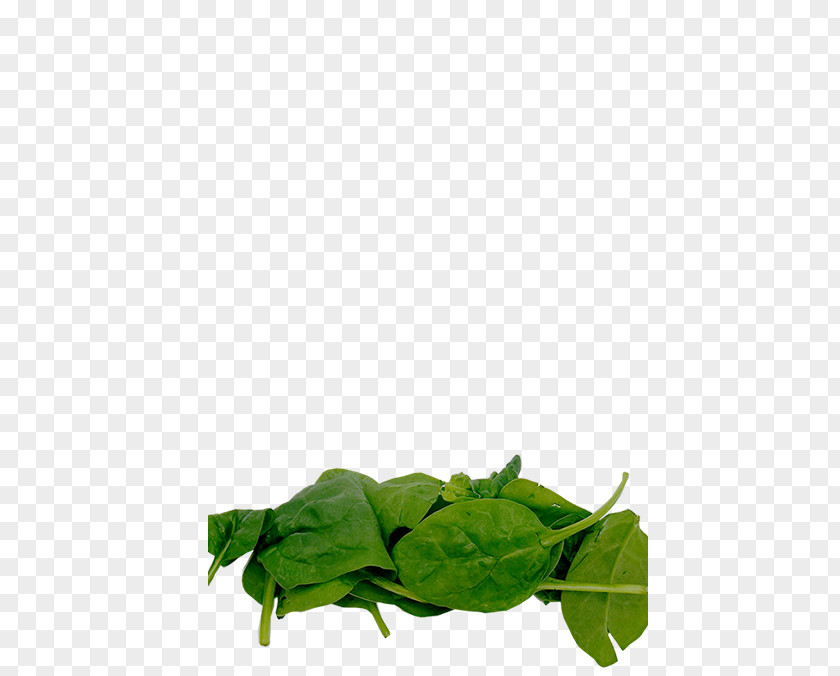 Leaf Vegetable Herb PNG