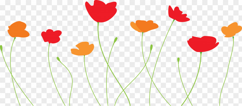 Poppy Flower PNG