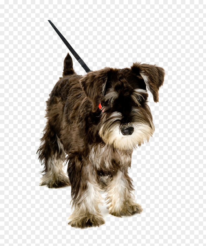 Puppy Pet Sitting Miniature Schnauzer Leash Dog Walking PNG