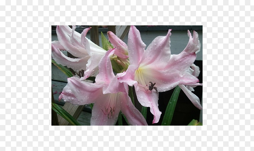 Amaryllis Crinum Jersey Lily Iris Family Pink M PNG