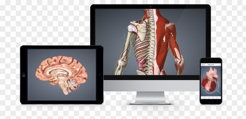 Anatomy BioDigital Health Information GlTF PNG