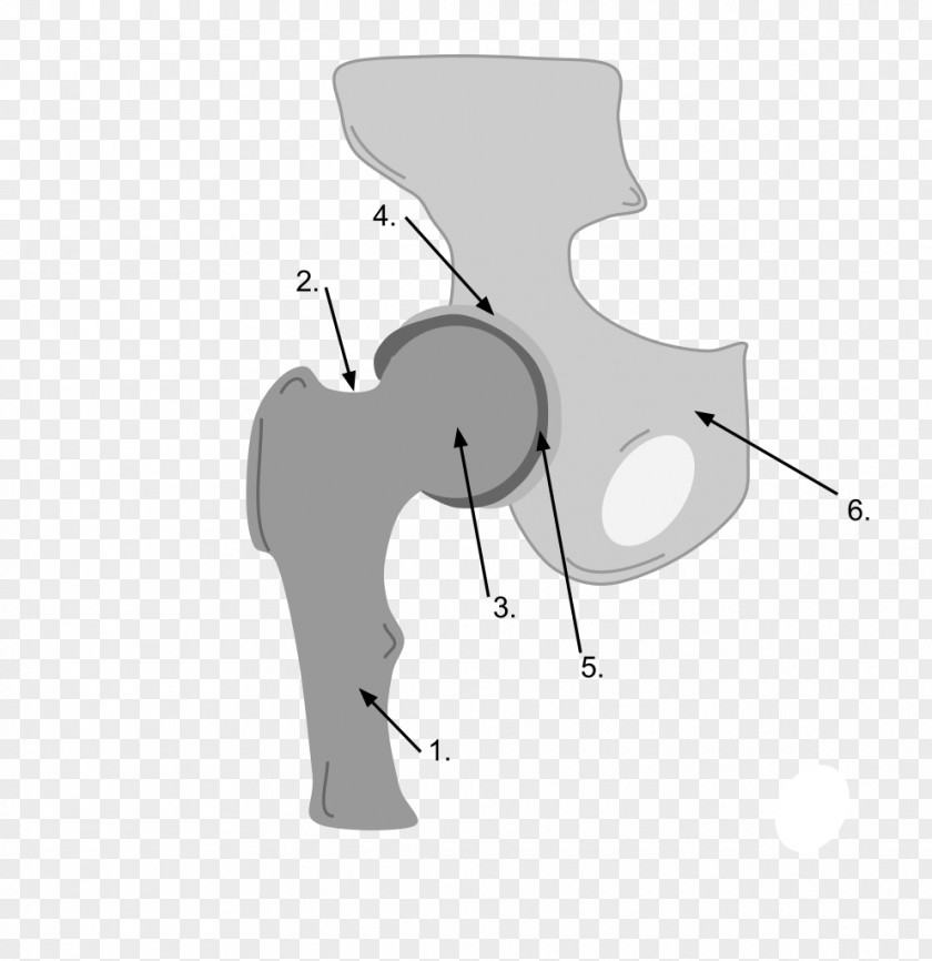Ball And Socket Joint Pelvis Synovial Acetabulum PNG