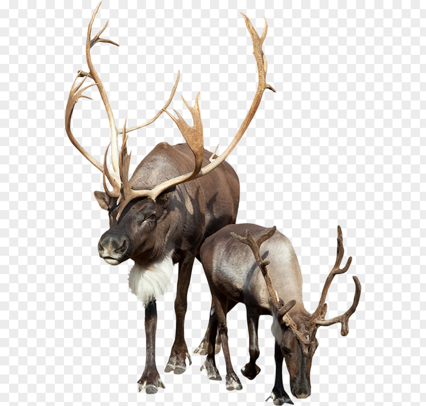 Caribou Reindeer Stock Photography Clip Art PNG