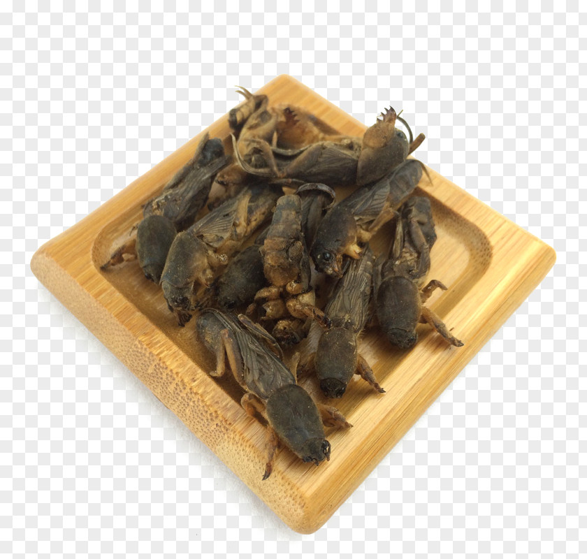 Chinese Herbal Medicines Mole Cricket Dry Herbology Gryllotalpa Traditional Medicine PNG