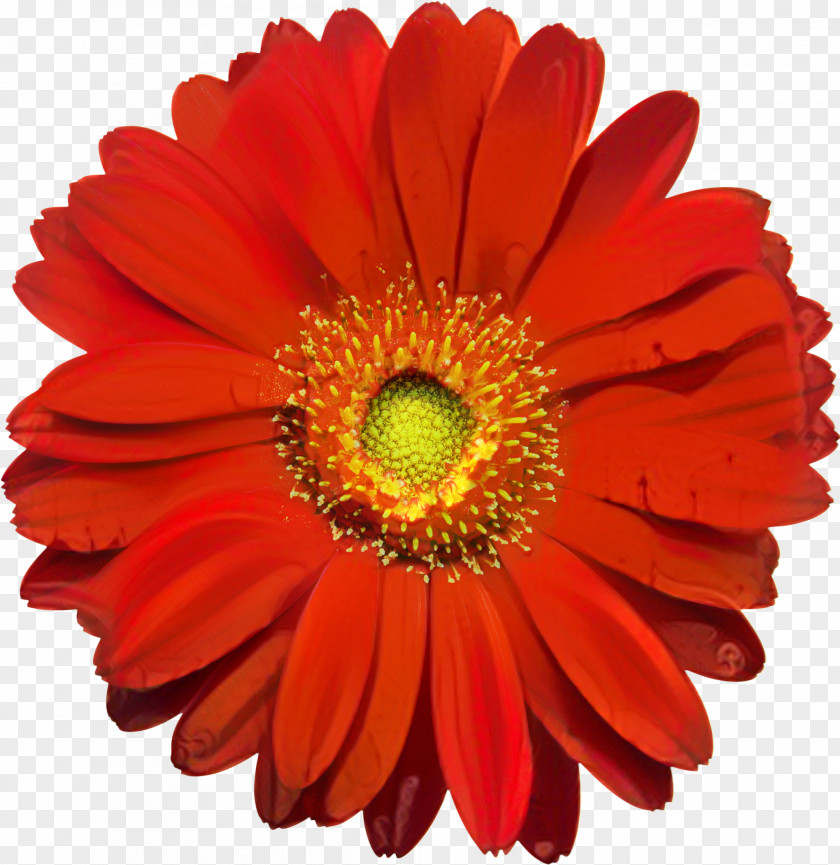 Clip Art Image Stock Photography Flower PNG