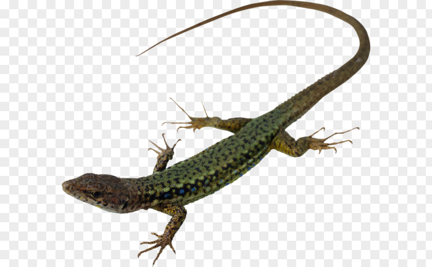Lizard Reptile Snake Gecko Animal PNG