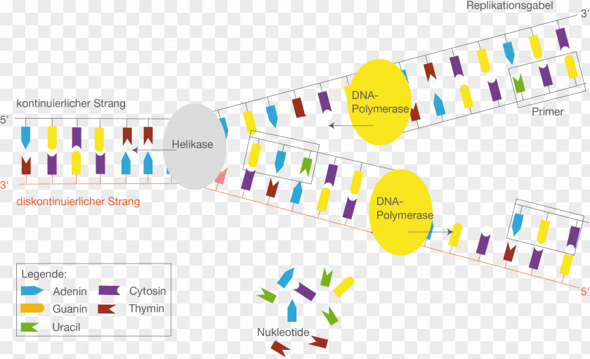 Proteine DNA Replication Transcription Promoter Protein Biosynthesis PNG